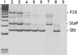 Figura 1 apresenta um exemplo dos resultados laboratoriais obtidos com a amplificação do multiplex PCR-1.