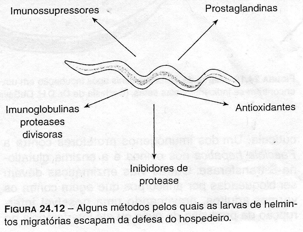 Imunidade Anti-infecciosa Helmintos teciduais adsorção de antígeno do