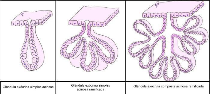 células. secreções citoplasma secreção seroso. e o citoplasma por Observe e apical exocitose. sofre bastante das apoptose, o formato células Ex.