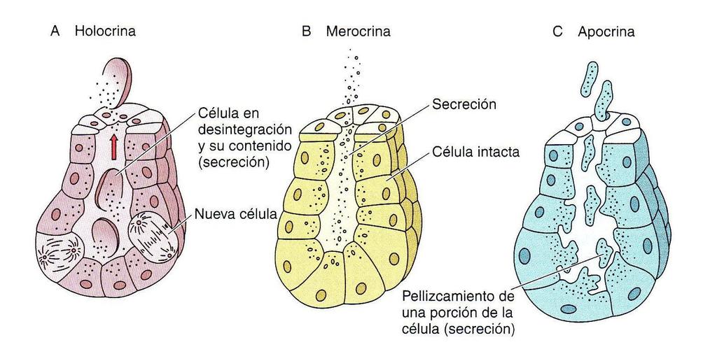 TECIDO EPITELIAL GLANDULAR