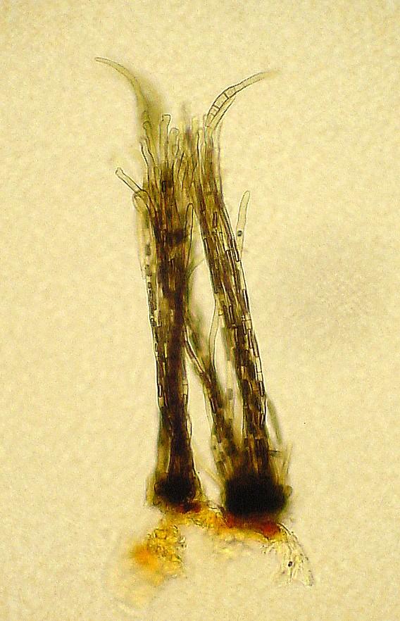 Seu agente causal é o fungo Pseudocercospora vitis, (=sariopsis clavispora), cuja fase sexuada corresponde a Mycosphaerella personata.