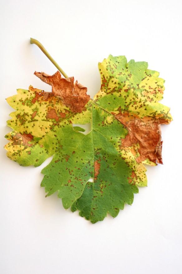 viticola, com maiores danos a partir do bordo foliar, com necrose nas nervuras.