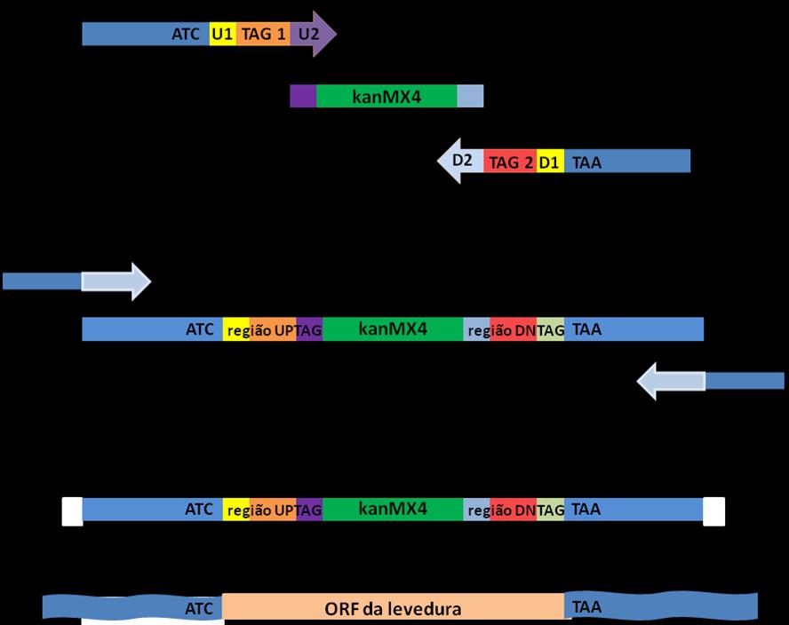 Figura 1: Esquema da inserção do gene de resistência para geneticina como marca de seleção dos mutantes com deleção. Cada deleção foi construída utilizando duas reações seqüenciais de PCR.