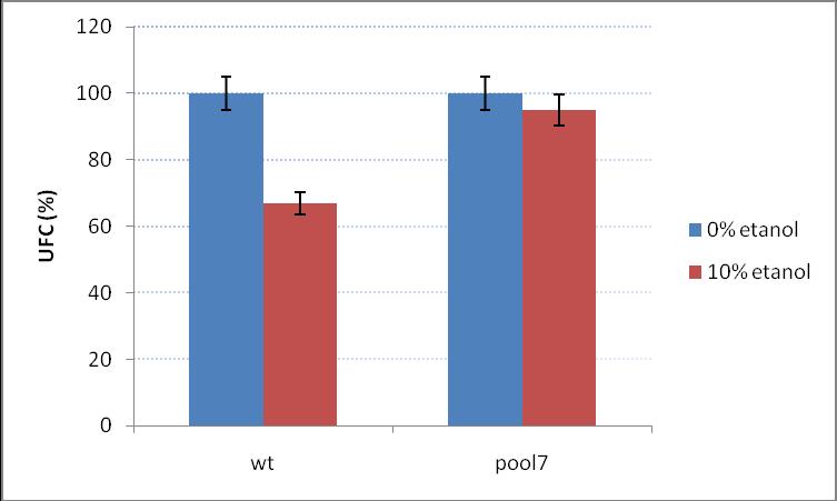 Figura 8: Valores médios de UFC observados para WT comparada ao pool 07 em condição de estresse etanólico de 10% a 37ºC.