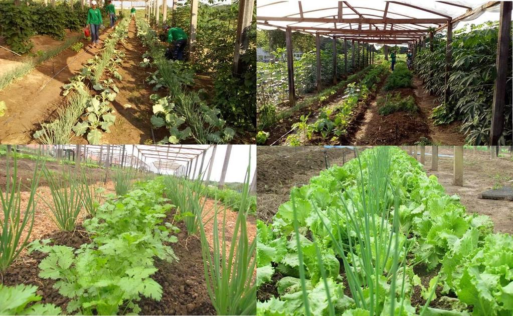 Figura 3. Aplicação de biofertilizante liquido via solo e as hortaliças apresentado bom resultado na produtividade. Centro de estudos Agroecológicos Abaitará, Pimenta Bueno-RO.