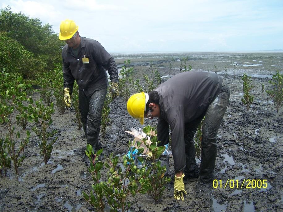 Avaliação de diferentes estratégias para biorremediação de manguezais I.