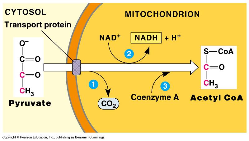 Destinos do piruvato - aerobiose Piruvato Acetil-CoA citosol Proteína