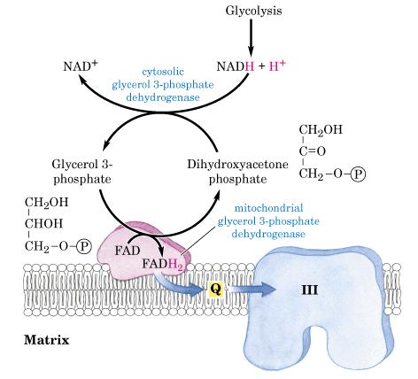 Lanaçadeira Glicerol-P Espaço intermembrana Glicólise Glicerol 3-P desidrogenase