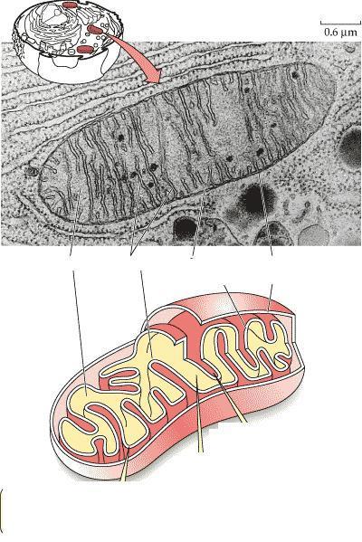 Interna Externa