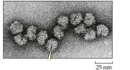 Ribossomas