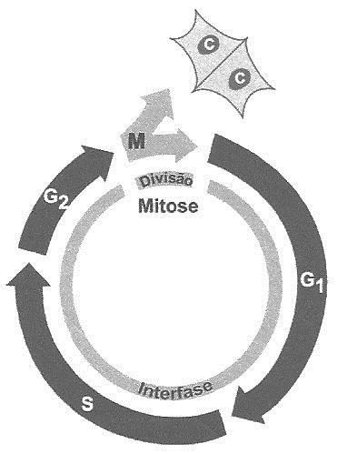 Considerando que, em G1, existe um par de alelos Bb, quantos representantes de cada alelo existirão ao final de S e de G2 e em cada C? a) 4, 4 e 4. b) 4, 4 e 2. c) 4, 2 e 1. d) 2, 2 e 2. e) 2, 2 e 1.