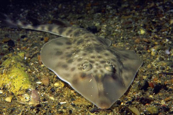 espécies de peixes, recifes e corais.