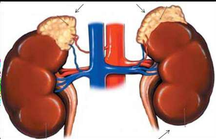 ANATOMIA e FISIOLOGIA SISTEMA