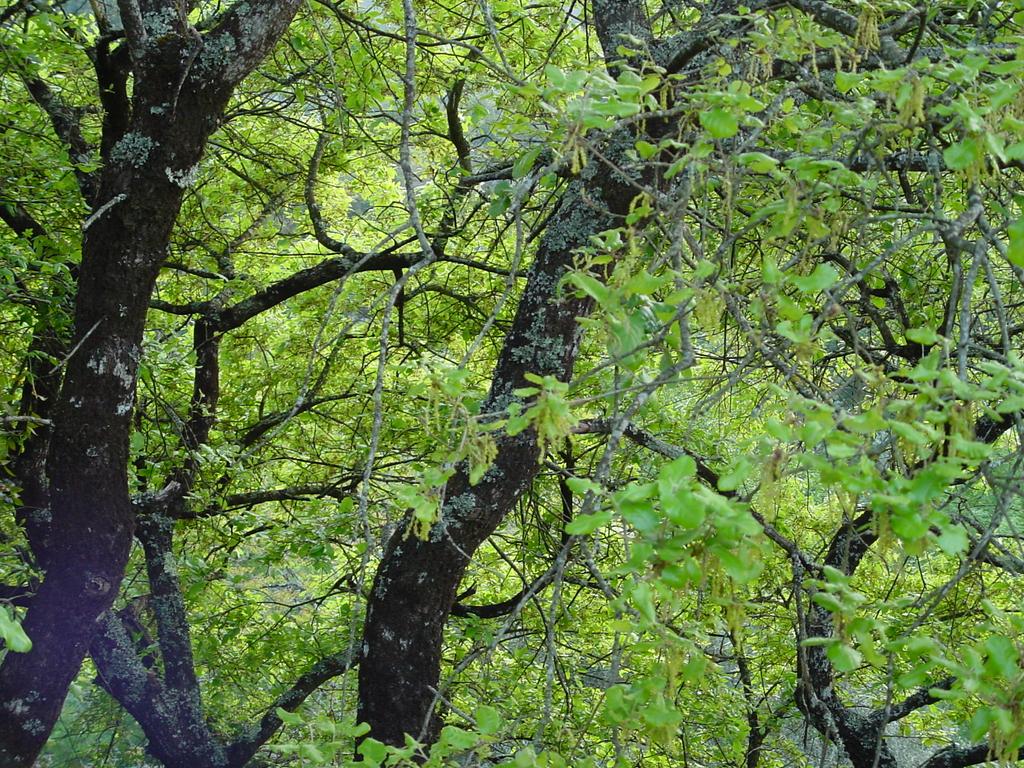 A Rede Natura 2000 é composta por áreas de importância comunitária para a conservação de determinados habitats e espécies, nas quais as actividades humanas deverão ser compatíveis com a preservação