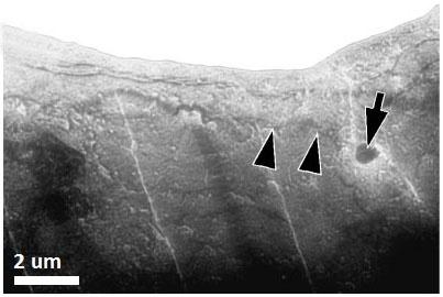 20 Figura 13: Imagem obtida por microscópio Lorentz onde a seta indica a presença de um precipitado atuando como empecilho à movimentação de uma parede de domínio em uma amostra de aço elétrico não