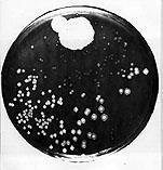 crescimento bacteriano 1928, Penicillium