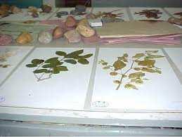 Results Defining specialists visits Families (Angiosperms) Monimiaceae Passifloraceae Siparunaceae Erythroxylaceae Cyperaceae Convolvulaceae Gentianaceae Rosaceae