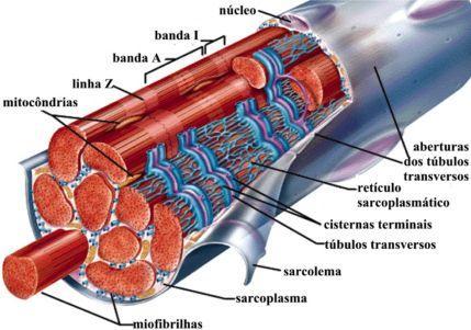 Lesões Específicas Lesões musculares DOMS (Delayed-onset muscle soreness) Distensões/Rupturas: Grau I: s/ solução de continuidade fibrilhar