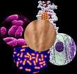 DNA ao RNA Do RNA à proteína O