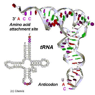 Tipos de RNAs RNA informacional