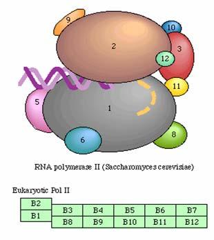 Eucariontes 3 s RNA pol