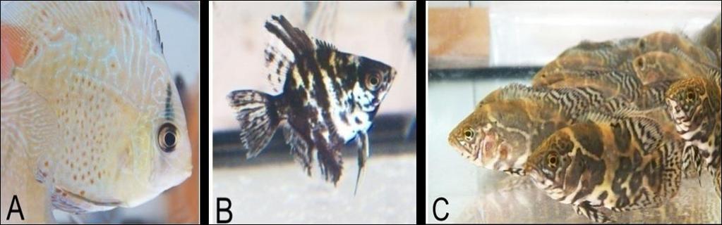 administrados para qualquer espécie de peixe, com este trabalho objetivou testar a eficácia de dois tratamentos a base de triclorfon, um organofosforado, para S. aequifasciatus, P. scalare e A.