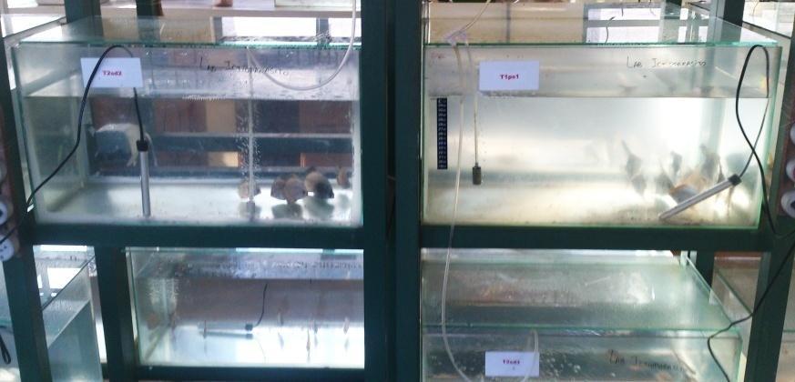 No laboratório, foram montados vinte e sete aquários hospitais contendo quarenta litros de água previamente declorada em cada um.