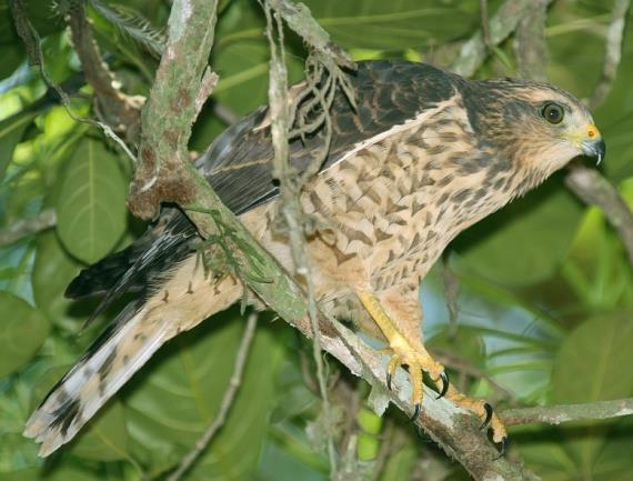 Casmerodius(=Ardea) albus