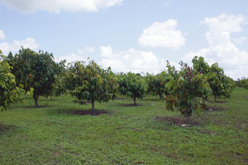 Em 14 de julho de 2014, produtores de cupuaçu do Município de Porto Grande, Estado do Amapá, relataram a ocorrência de uma lagarta de coloração avermelhada alimentando-se dos ramos e troncos de