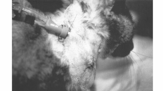 FIGURA 4 Ilustração do correto posicionamento do cateter para hemodiálise no pescoço de um gato Fonte: ELLIOT (2000) FIGURA 5 Radiografia lateral de tórax de um cão com cateter para hemodiálise