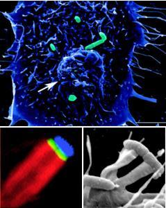 Invasão intracelular O patógeno entra nas células do hospedeiro e sobrevive neste ambiente; Invasão intracelular Salmonella spp.