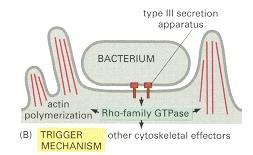 Alguns patógenos injetam proteínas (efetores) por meio de sistemas de secreção do tipo III (T3SS) dentro da célula do hospedeiro;