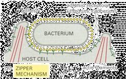 Legionella pneumophila Brucella spp. Francisella tularensis Shigella spp. Listeria monocytogenes Yersinia spp.