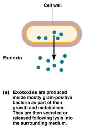 purificar (sobrenadante); Utilizados como toxóides em vacinas; Ótimos adjuvantes; EXOTOXINAS x ENDOTOXINAS Exotoxinas protéicas