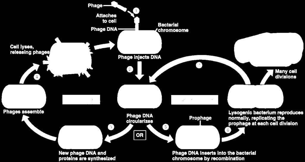 Ciclo do bacteriófago Ciclo lítico Ciclo lisogênico Disponível em: