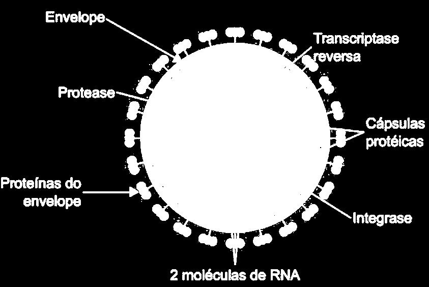 Retrovírus Realiza transcrição reversa transcrição RNA reversa DNA RNA Proteínas Exemplo: HIV