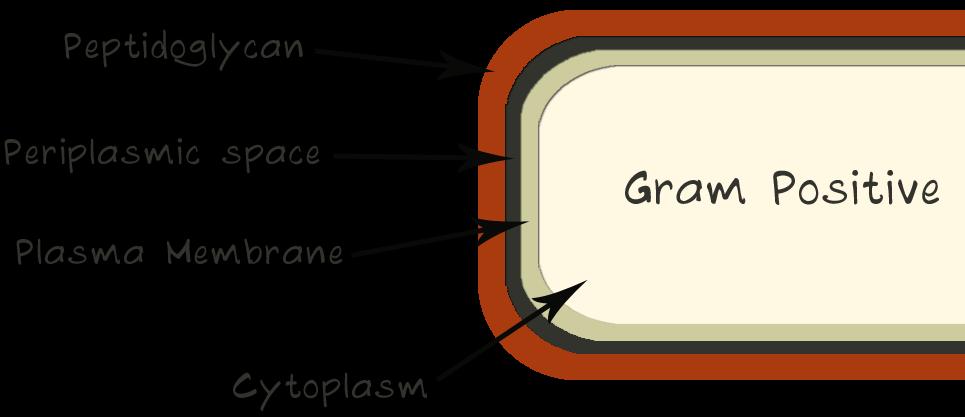 Estrutura das bactérias Parede