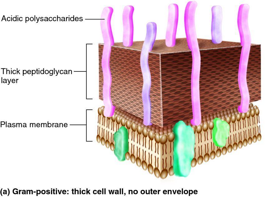 <http://biology-forums.