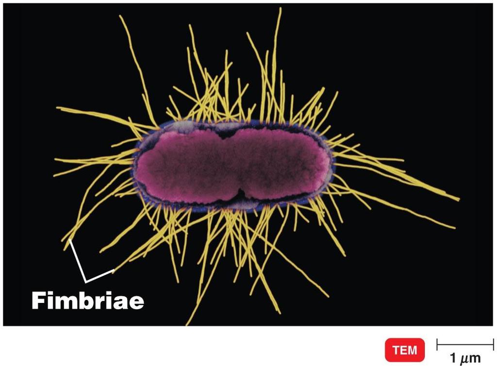 healthhype.com/wp-content/uploads/prokaryote_cell_diagram_bacterial_structure.png>.