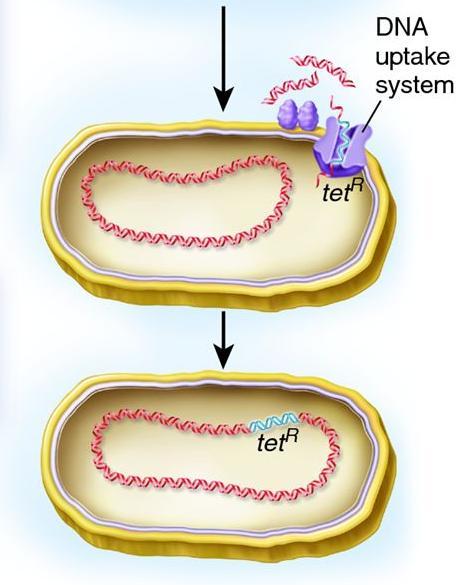 ambiente Disponível em: <http://biology-forums.