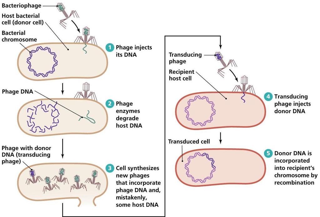 Formas de recombinação genética Transdução Transferência de material genético de uma bactéria para outro através de um