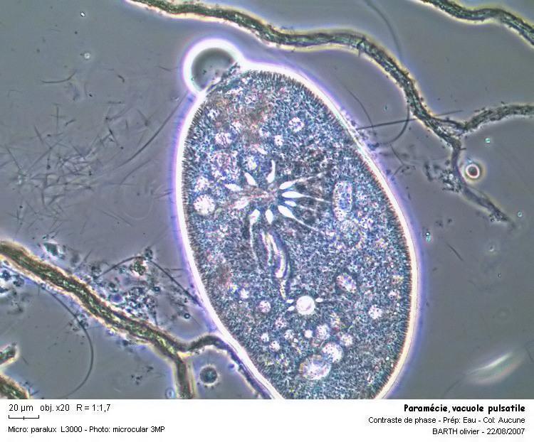 Locomoção: Cílios Flagelos Pseudópodes Estrutura dos protozoários Protozoários de água doce: Vacúolo pulsátil ou contrátil (osmorregulação)