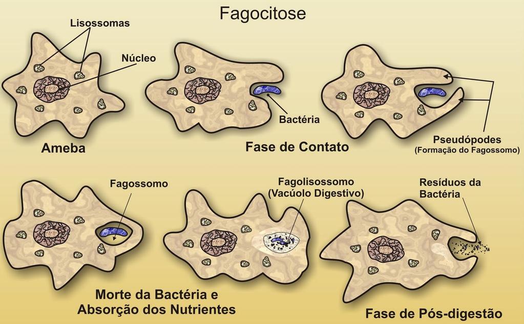 Ameboides ou sarcodíneos Deslocam-se através de pseudópodes Disponível em: <http://2.bp.blogspot.