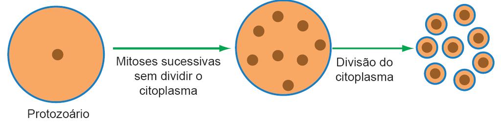 Esquizogonia ou divisão múltipla Reprodução Nos