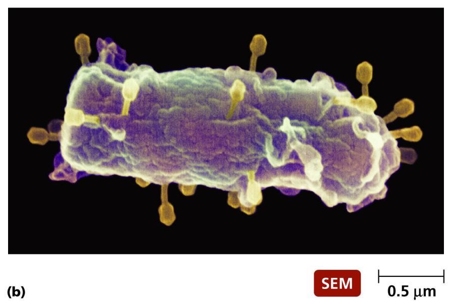 com/wp-content/uploads/2009/11/bacteriofago-grande.jpg>. Acesso em: 28 fev. 2012.