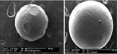 32 As imagens de microscopia eletrônica de varredura foram reveladas a partir de uma população mista de microesferas, algumas tendo boa esfericidade.