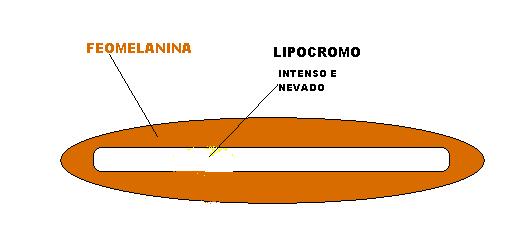 MELÂNICOS INOS ORIGEM 1ª.