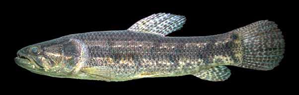 Peixes do baixo rio Iguaçu Família Erythrinidae Com comportamento sedentário e emboscador, as espécies dessa família não realizam grande migrações, deslocando-se o mínimo possível.