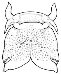 Família G. Baumgartner, C. S. Pavanelli, D. Baumgartner, A. G. Bifi, T. Debona, V. A. Frana Trichomycteridae Composta por 41 gêneros, no entanto apenas Trichomycterus é encontrado na bacia do rio Iguaçu.