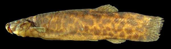 Peixes do baixo rio Iguaçu Trichomycterus igobi Wosiacki & de Pinna, 2008 Candiru 106 siluriformes Comprimento padrão 125,9 mm Corpo amarelado, mais claro na região ventral, manchas castanhas ou